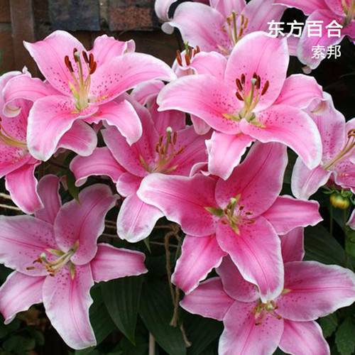 索邦 Sorbonne 进口东方百合种球 香水百合花种子百合花大有香味