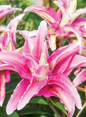 进口重瓣东方百合种球 远方的鼓-Distant-Drum盆栽地栽百合花种子