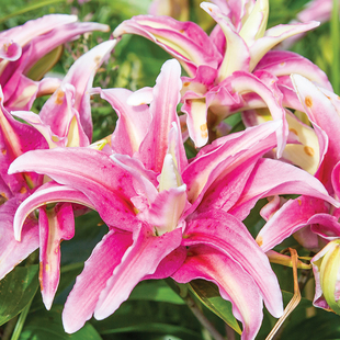 进口重瓣东方百合种球 远方的鼓-Distant-Drum盆栽地栽百合花种子