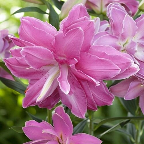 进口东方百合种球 莲花奇迹莲花惊奇 Lotus Wonder 重瓣百花种子