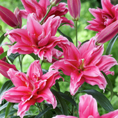 进口东方百合种球 盆栽地栽重瓣百花种子 艾琳娜 Roselily Elena