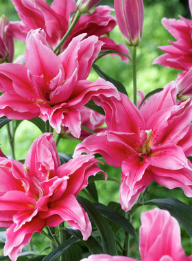 进口东方百合种球 Roselily Elena 艾琳娜 盆栽地栽重瓣百花种子