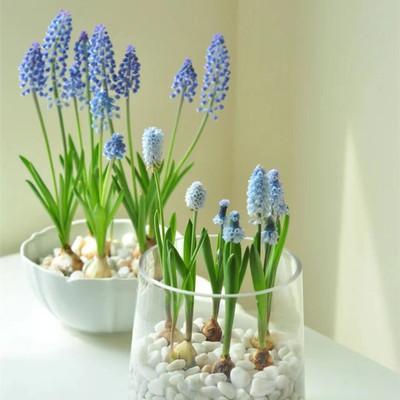 多年生葡萄风信子种球球迷花园