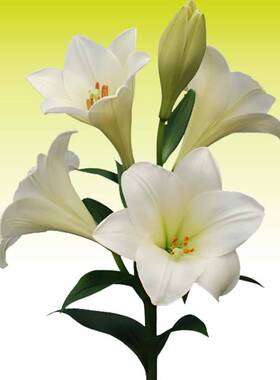 进口百合种球 仰望 Watch up百合花种子LO铁炮多年生