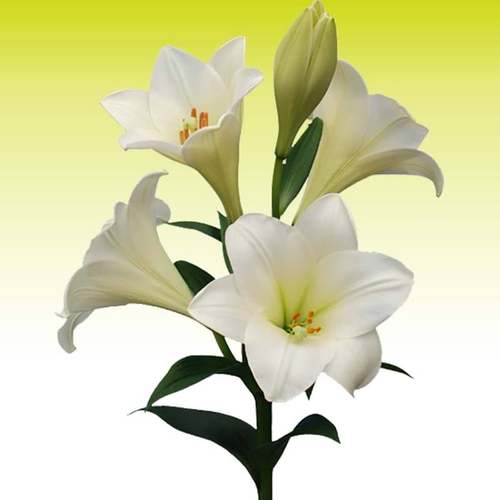 进口百合种球 仰望 Watch up百合花种子LO铁炮多年生