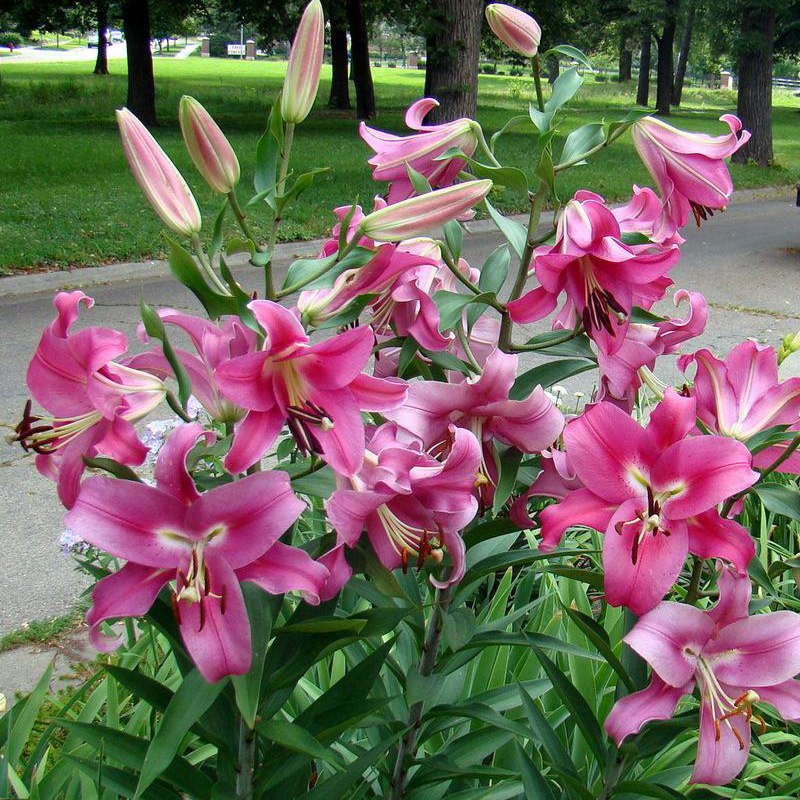 进口百合种球 罗宾娜 robina 百合花球种子ot百合庭院阳台