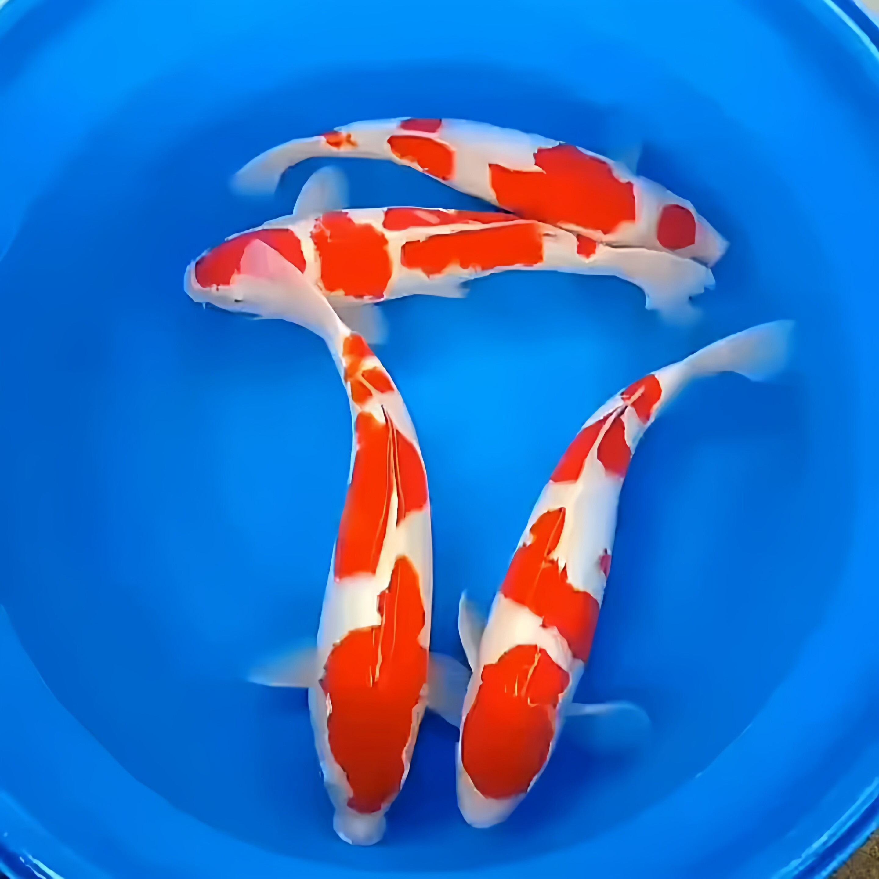淡水冷水鱼锦鲤观赏鱼活鱼销过万