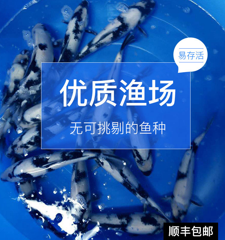 纯种锦鲤观赏鱼白写冷水鱼招财鱼