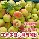 包邮 全国 新鲜鹰嘴桃正宗韶关毛桃乐昌九峰特产水果脆桃大果