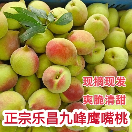 全国包邮新鲜鹰嘴桃正宗韶关毛桃乐昌九峰特产水果脆桃大果