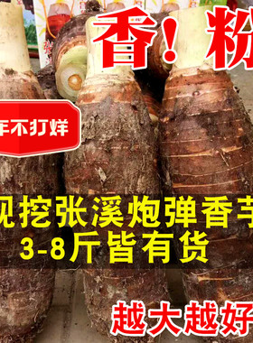 新鲜张溪炮弹芋头香粉糯现挖大香芋芋艿韶关特产乐昌农家新鲜蔬菜