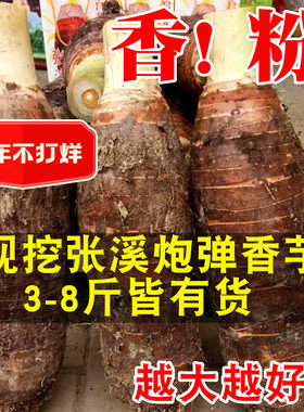 新鲜张溪炮弹芋头香粉糯现挖大香芋芋艿韶关特产乐昌农家新鲜蔬菜