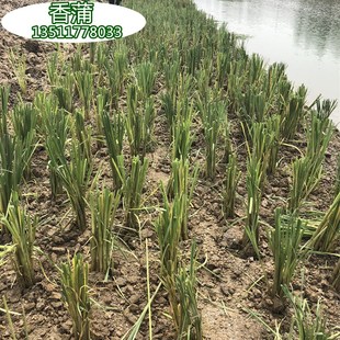 挺水植物香蒲苗 水烛 蒲草 菖蒲 蒲黄棒池塘湿地公园水生植物绿化