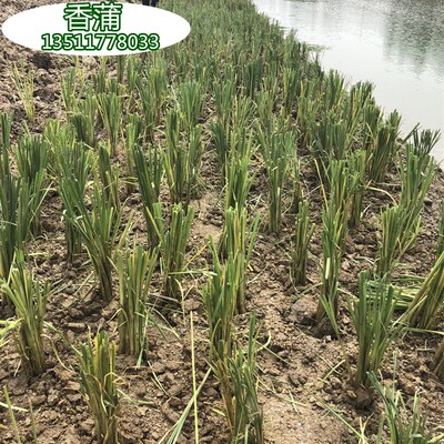 菖蒲池塘湿地公园绿化挺水植物