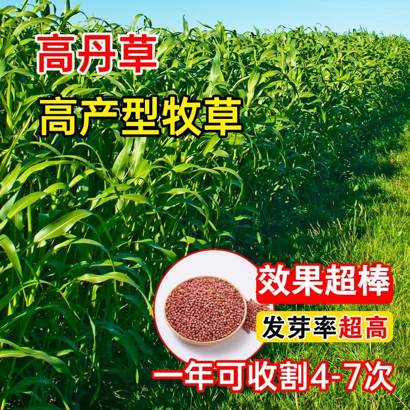 美国糖宝高丹王牧草种子四季高产牧草多次收割养殖鱼牛羊优质牧草