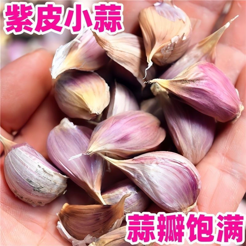 2025红皮蒜瓣紫皮小蒜寒蒜硬叶蒜子干大蒜散瓣蒜苗蒜苔蒜香蒜瓣子