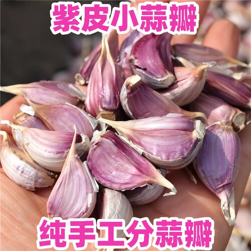 徐州正宗紫皮小蒜瓣饱满现剥现发