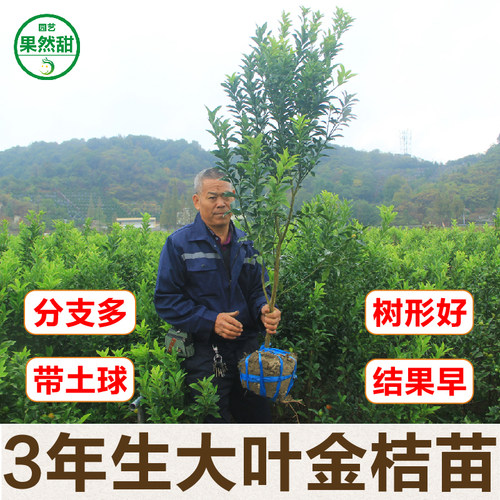 3年生大叶金桔苗当年结果大果苗