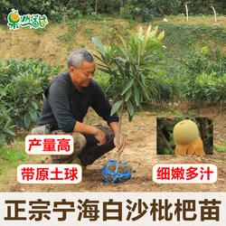 正宗宁海白枇杷苗原土球嫁接白荔枝品种白沙枇杷树苗木盆栽挂果早