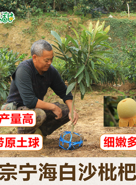正宗宁海白枇杷苗原土球嫁接白荔枝品种白沙枇杷树苗木盆栽挂果早