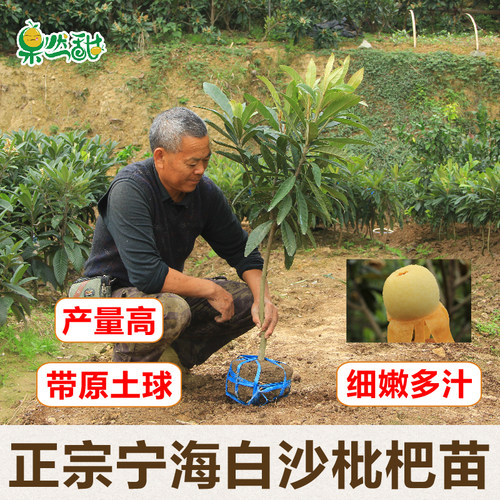正宗宁海白枇杷果树苗挂果带土球