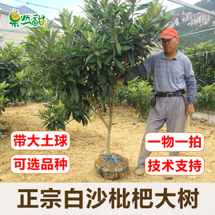 正宗白沙枇杷大树苗结果早宁海白软条白玉冠玉果树木嫁接带土球苗