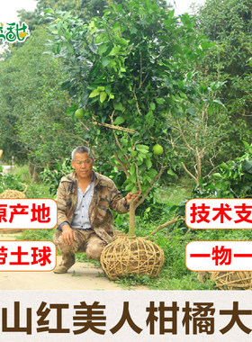 果然甜产地直发象山红美人柑橘苗