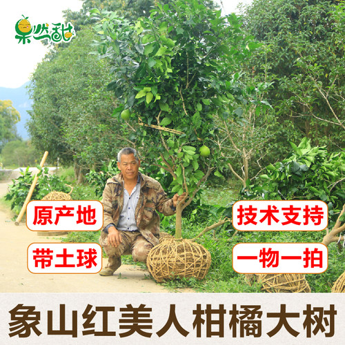 果然甜产地直发象山红美人柑橘苗