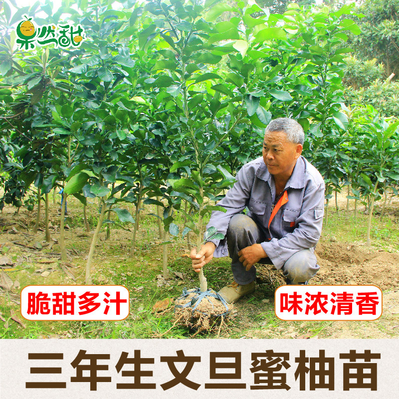 浙江玉环文旦白肉扁平柚子果树苗图片