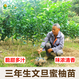 浙江玉环文旦白肉扁平高端柚子果树苗庭院地栽盆栽嫁接苗当年结果