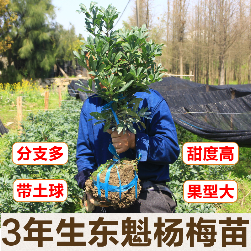 正宗嫁接东魁杨梅苗庭院果树苗