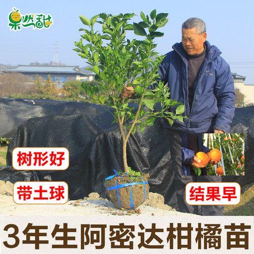 果然甜3年生早熟爱媛46号柑橘苗