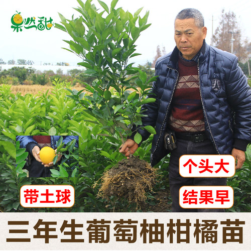 3年生正宗嫁接葡萄柚子苗果树苗