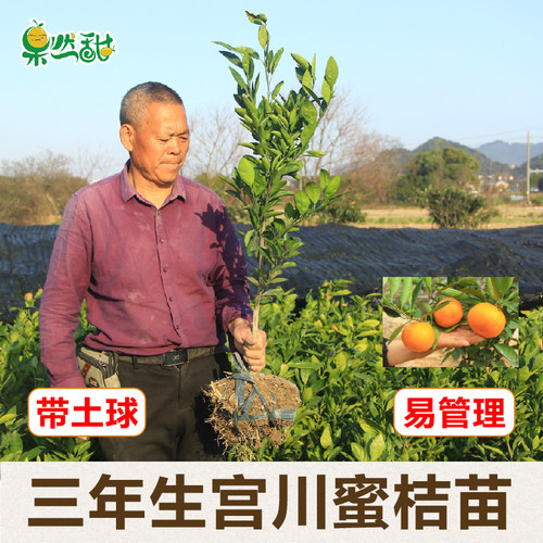 果然甜正宗3年生宫川蜜橘苗