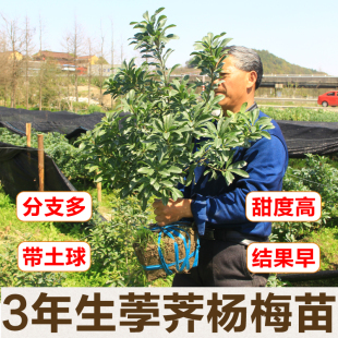 正宗嫁接荸荠杨梅苗余姚慈溪品种地栽带土球黑炭果树苗当年结果苗