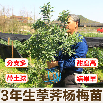 正宗嫁接荸荠杨梅苗余姚慈溪品种