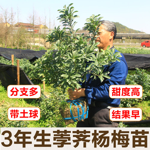 正宗嫁接荸荠杨梅苗余姚慈溪品种