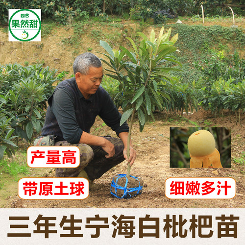 正宗宁海白枇杷果树苗挂果带土球