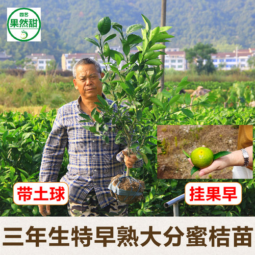 正宗3年生特早熟大分4号蜜橘苗