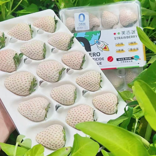 现摘零农残白草莓香嫩多汁
