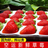 包邮 新鲜上市奶油冬草莓2盒4盒10盒当季 烘焙甜草莓糖葫芦草莓顺丰