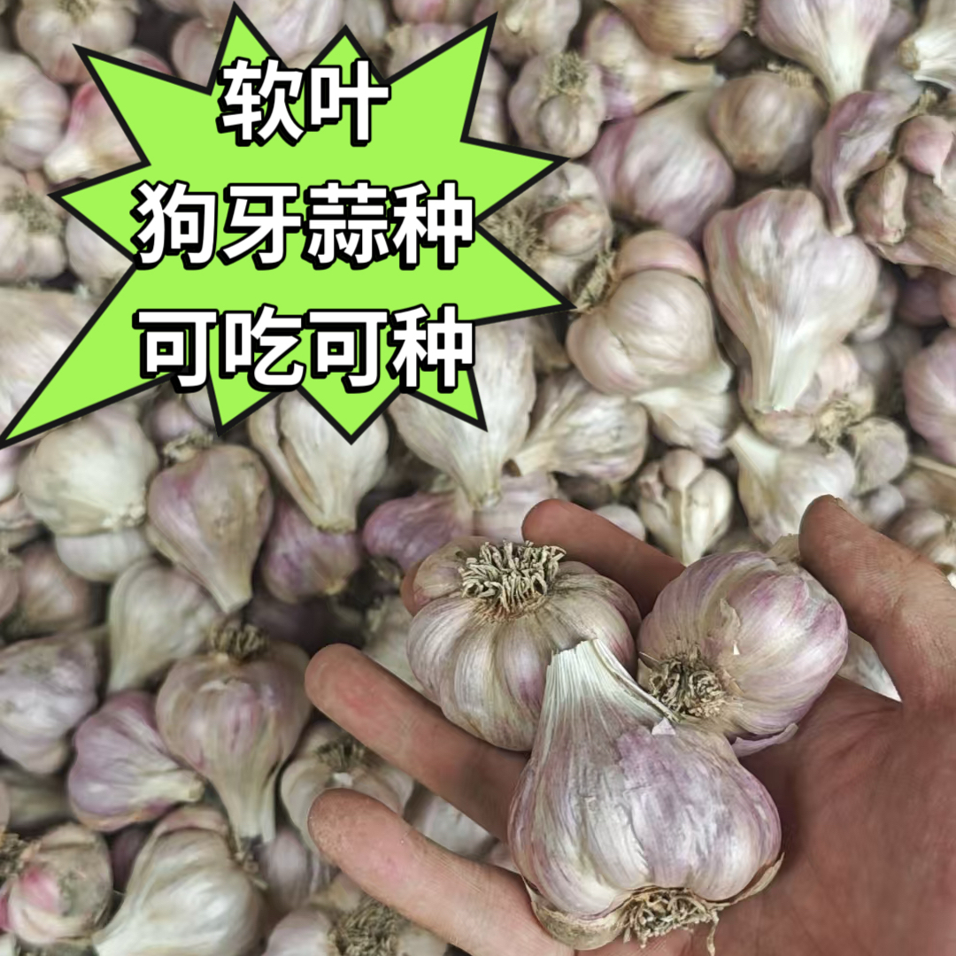 正宗老品种四川软叶狗牙蒜塔蒜可食用种植红根蒜苗易偏辣切勿生吃