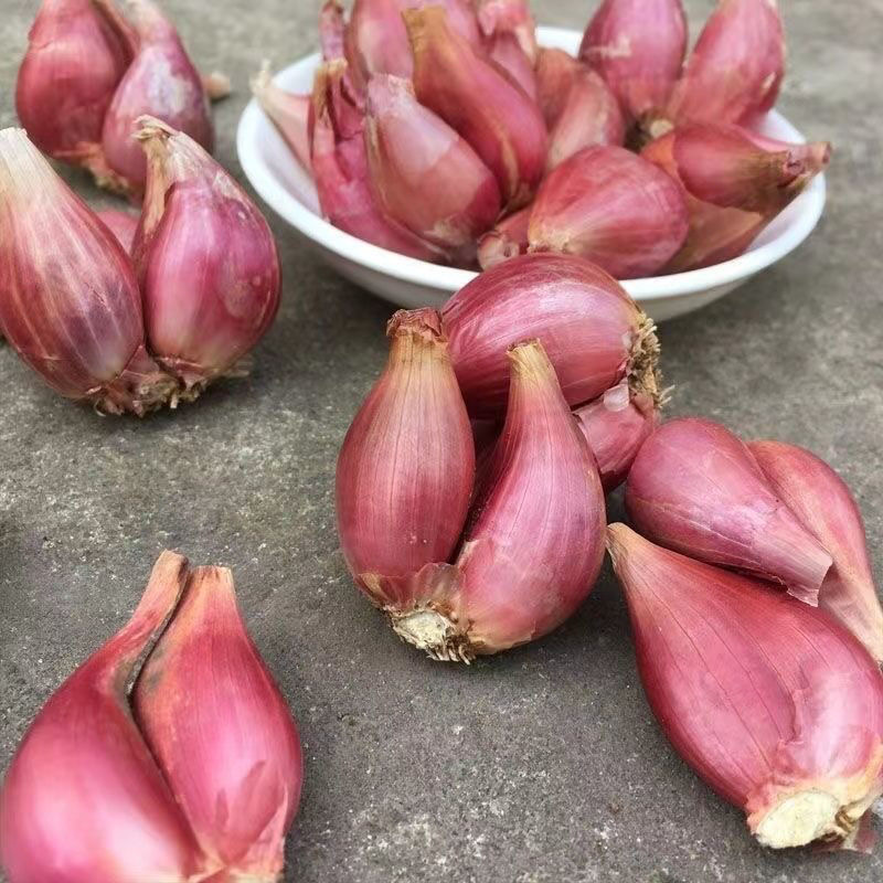 新鲜红葱头干小葱头火葱种子特香葱头台湾炸葱油酥卤肉饭肠粉酱料