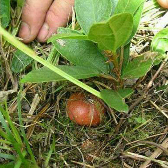 可食用野地瓜藤地果地枇杷藤地瓜地石榴地瓜榕地瓜泡结果野生藤
