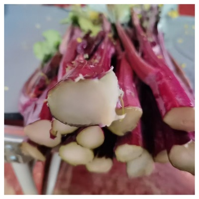 维C小金库肠道守护神