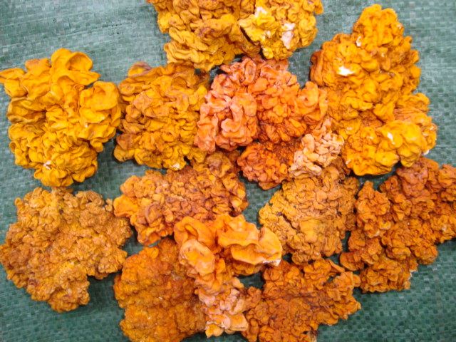 云南野生黄金耳黄木耳菌脑耳糯耳干货特产金黄银耳煲汤煮州佳品