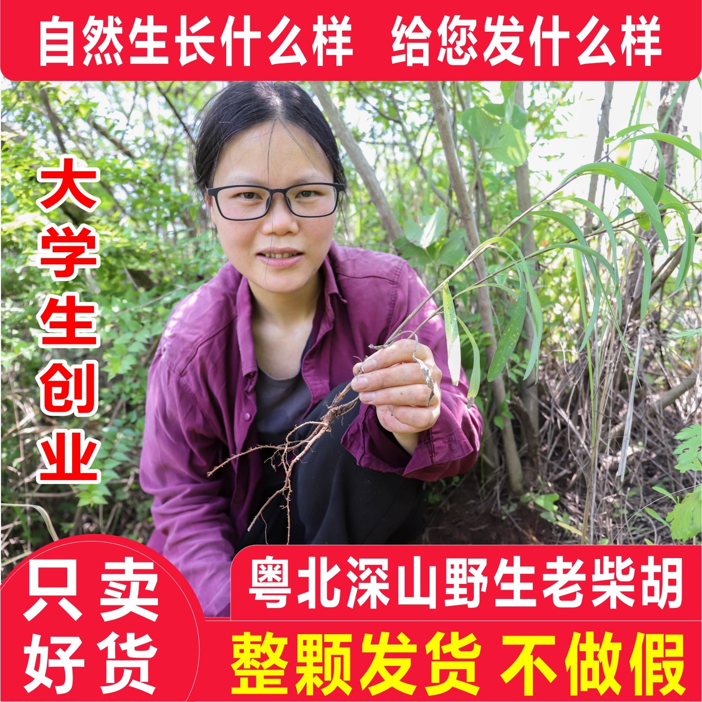 深山纯野生柴胡干货中药材250g农家挖晒整根柴胡条无硫正品柴胡根