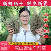 野生车前草干500g农家新鲜晒干全颗带根车钱草泡水车前草25年新货