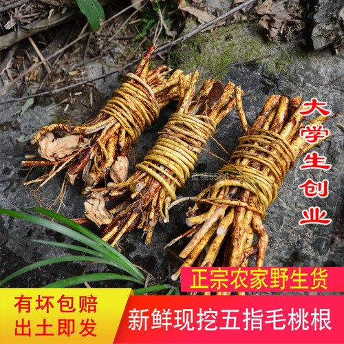 广东新鲜五指毛桃农家现挖五爪龙