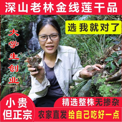 正品整株金线莲干农家晒金线莲茶
